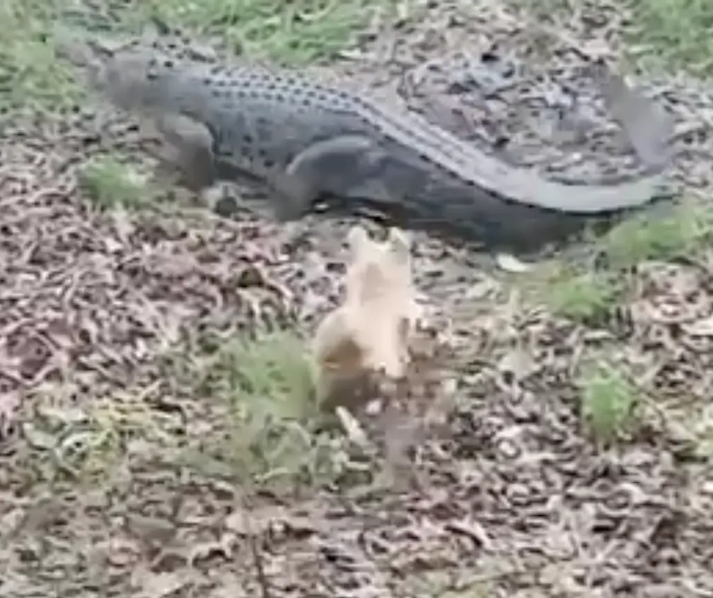 Dumb Blonde in the good old days.