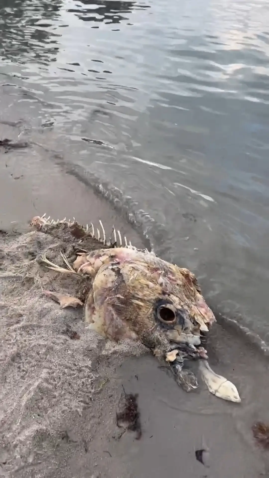 No-one could figure out what it was (Pen News)