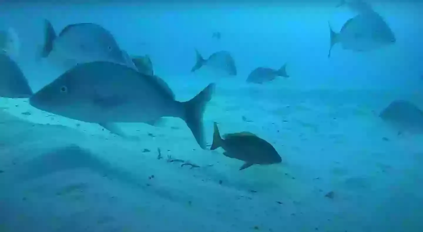 He got a look into what sea life really looks like (YouTube/Odysseas Froilan)