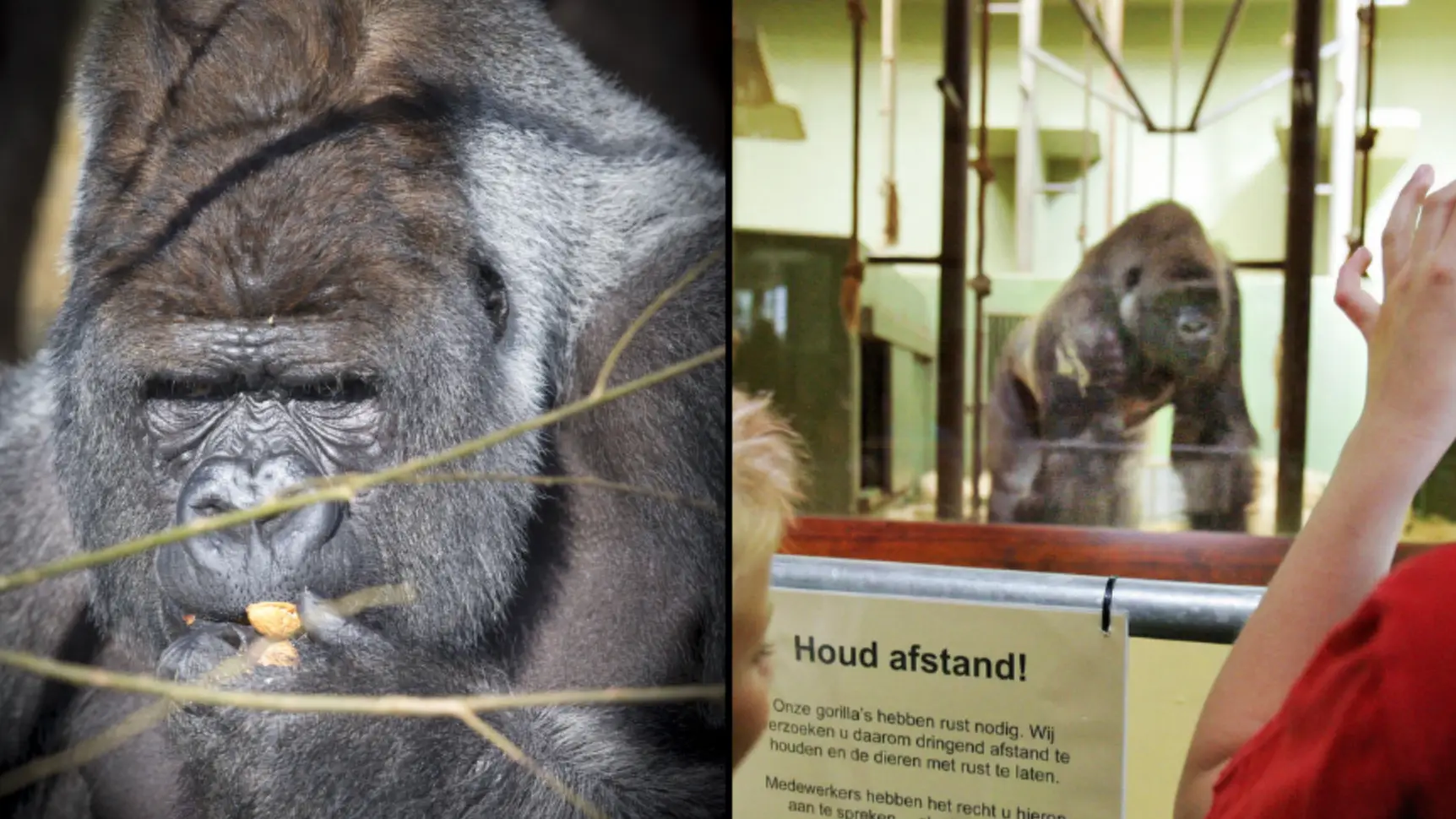 JERRY LAMPEN/AFP/Getty Images/ED OUDENAARDEN/AFP via Getty Images