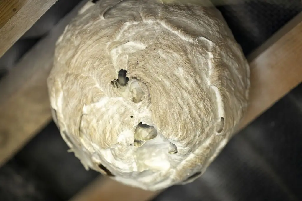 Nest of Asian Hornet Wasps (Flach JJ/Andia/Universal Images Group via Getty Images)