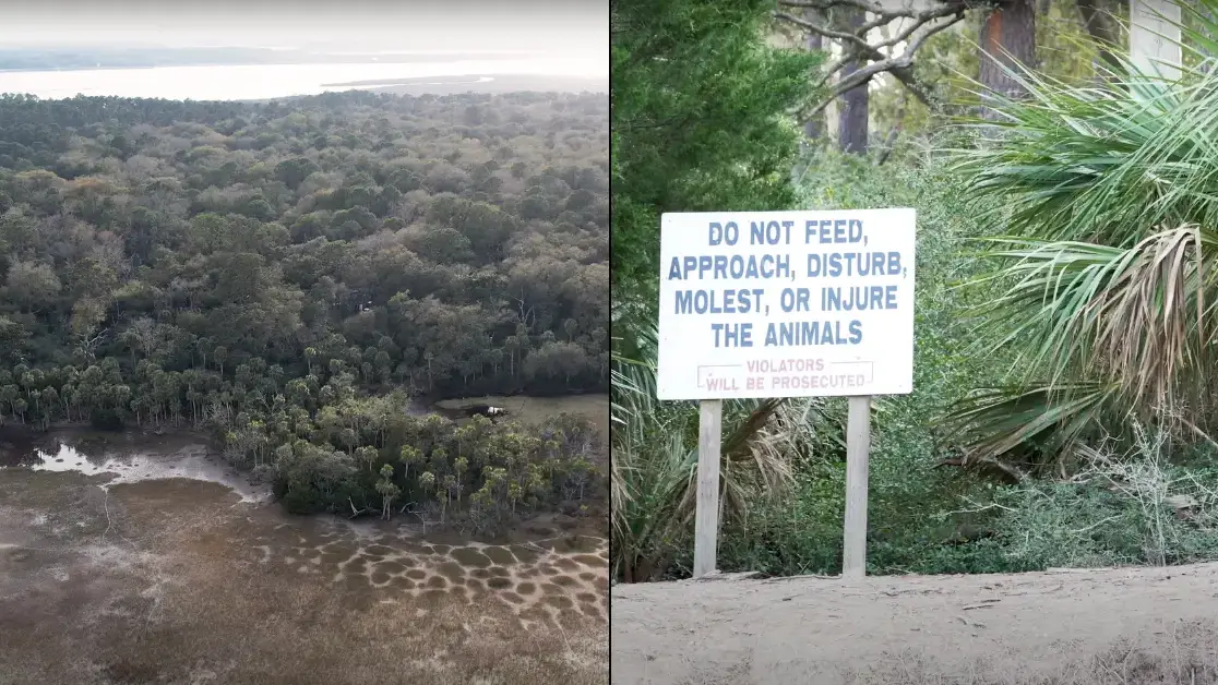 Youtube/Mason Obscura