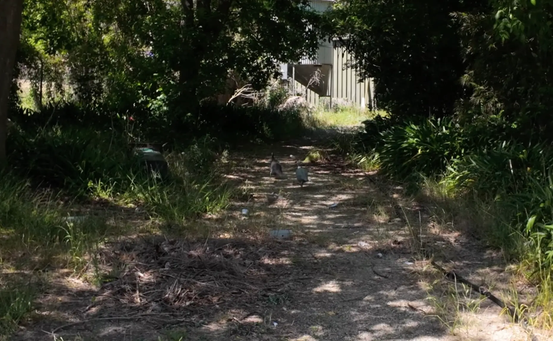The urban explorer spotted some guinea fowl roaming around the abandoned park (YouTube/@urbanexplore0)