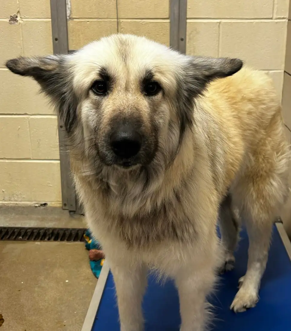 The shelter offered to help Lilo's original owner.