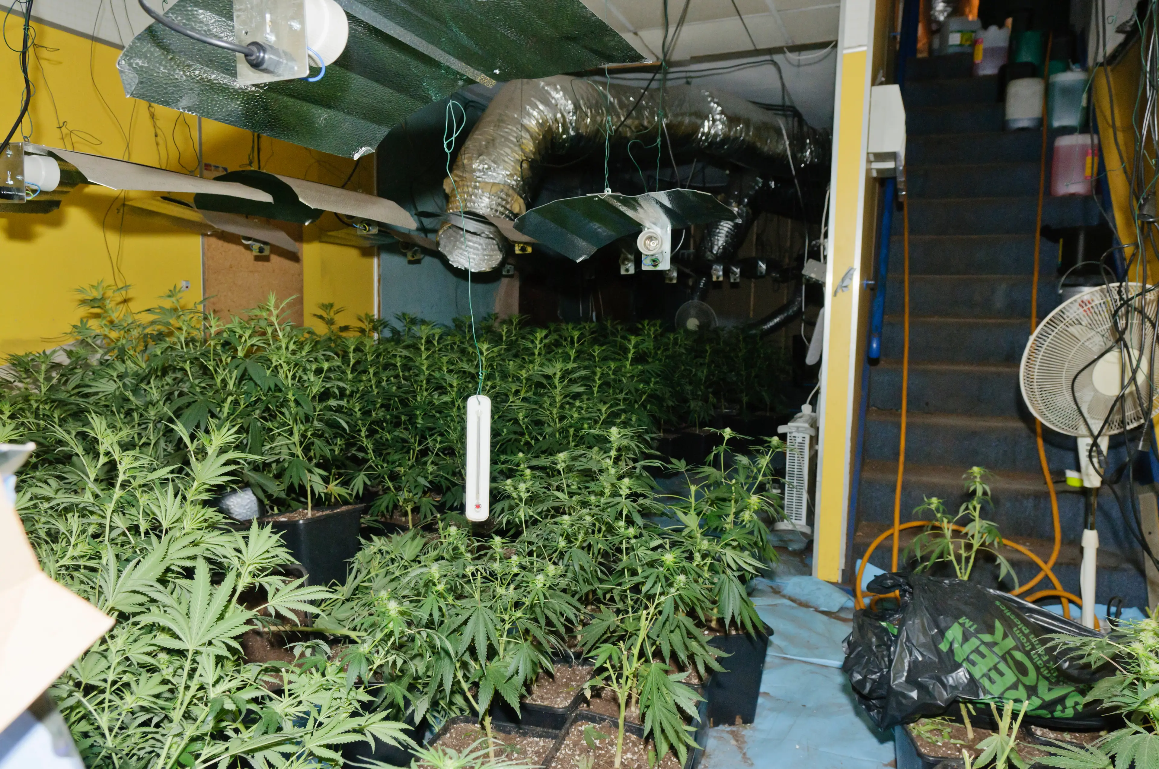 Peter says prohibition is driving crime.