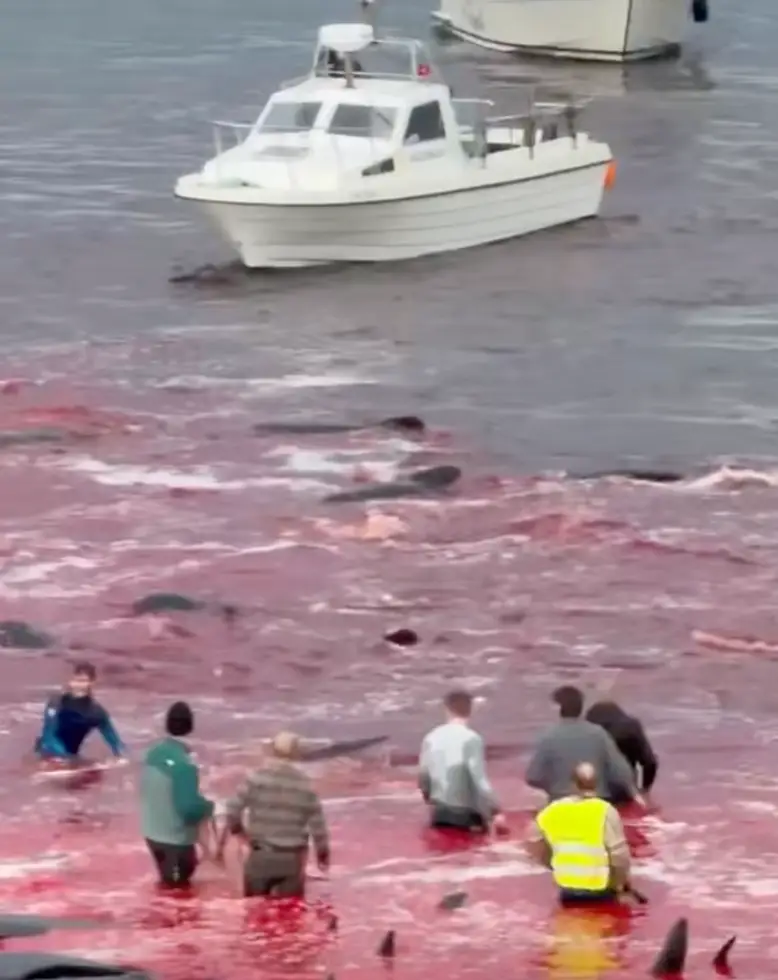 The Faroe Island's 'grindadráp' has taken place once again, seeing the mass slaughter of pilot whales (Facebook)