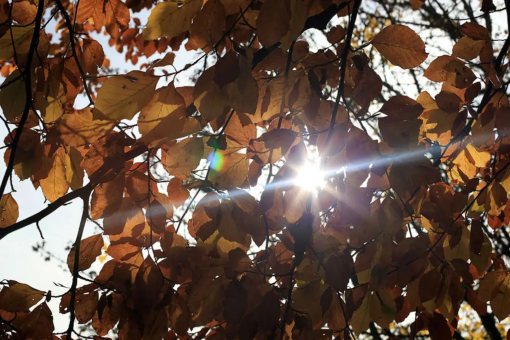 Autumn has started off warm (Matt Cardy/Getty Images)