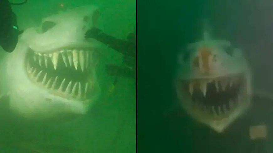 r/oddlyterrifying/Reddit