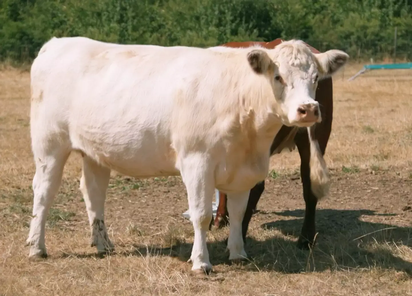 RIP Pepper. (Amazon Prime)