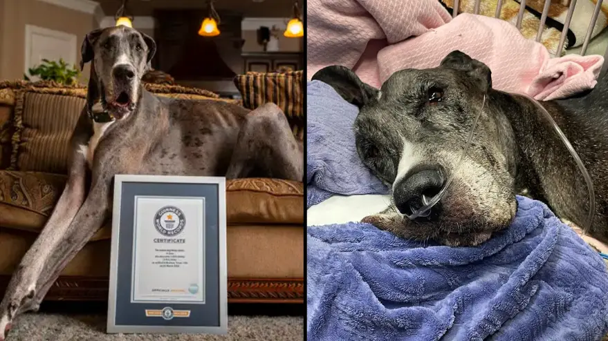 Guinness World Records. Instagram/Zeus the Great Dane.