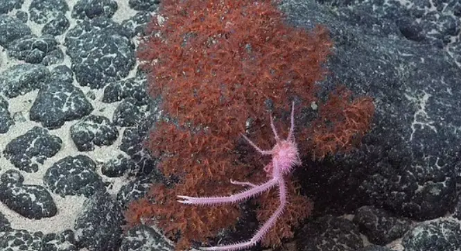 They found a genus Sternostylus (ROV SuBastian / Schmidt Ocean Institute)