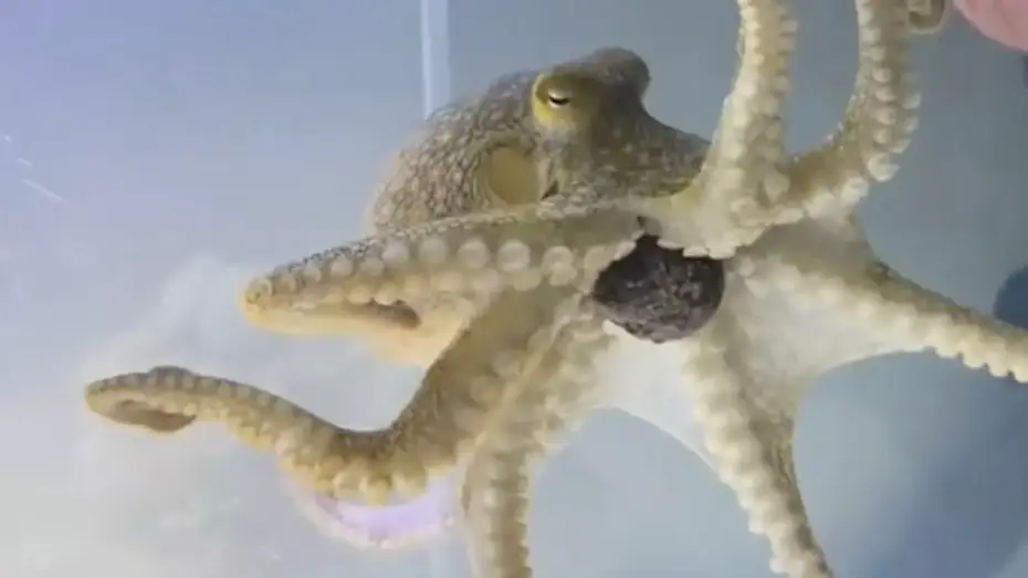 (TikTok/Doctoktopus)