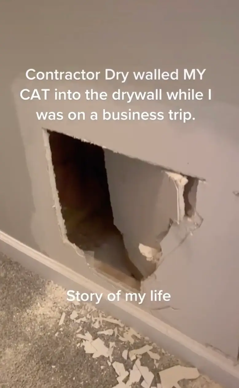 She had to punch the wall to free her pet.