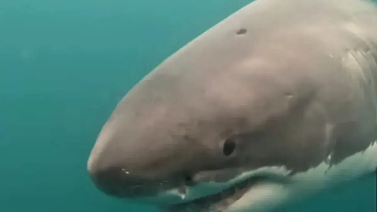 California White Shark Project