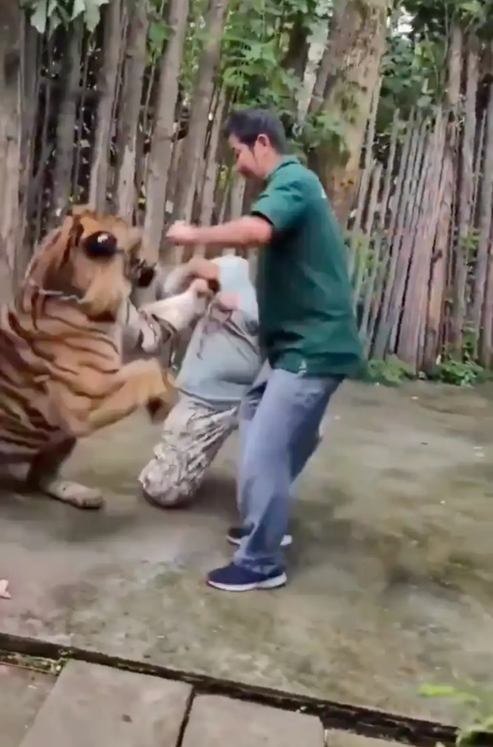 The incident has sparked discussions about animal welfare and safety at tourist destinations that allow animal-person interaction (X)