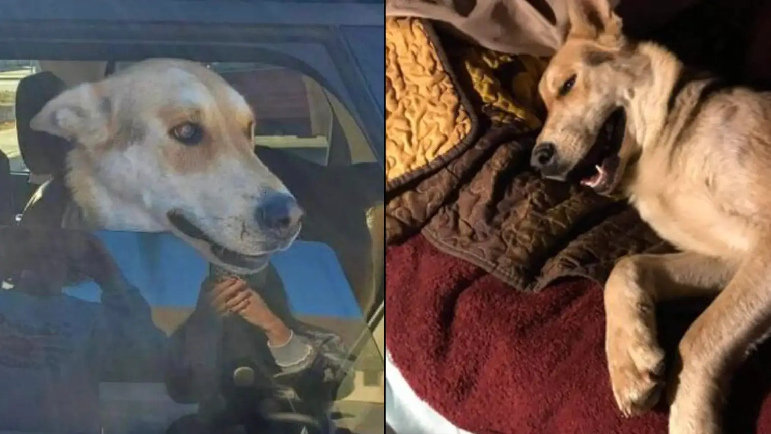 West Sacramento Pets Lost And Found/Facebook