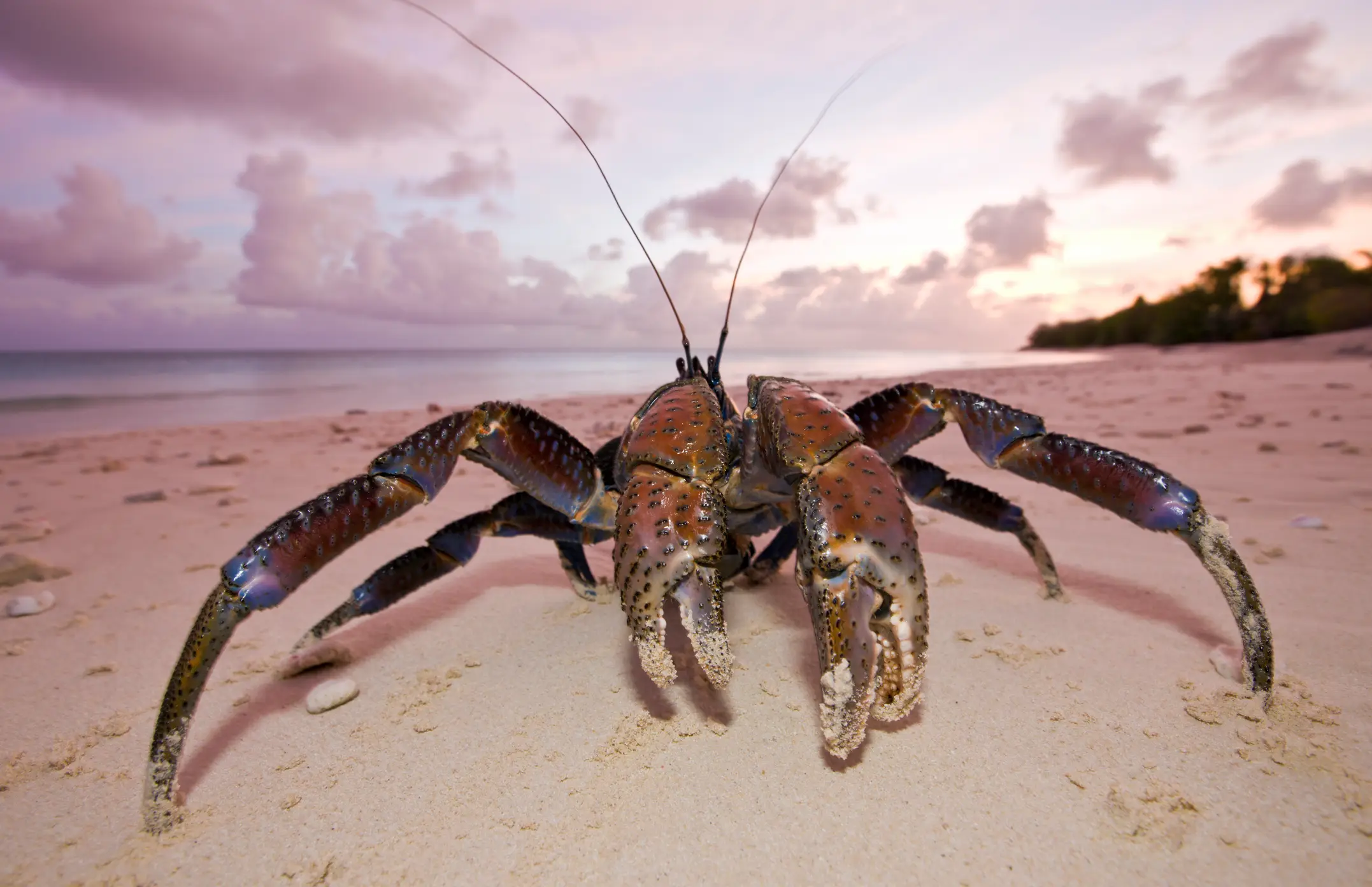 The crabs have a massive pinch force capable of cracking open coconuts (Getty Stock Images)