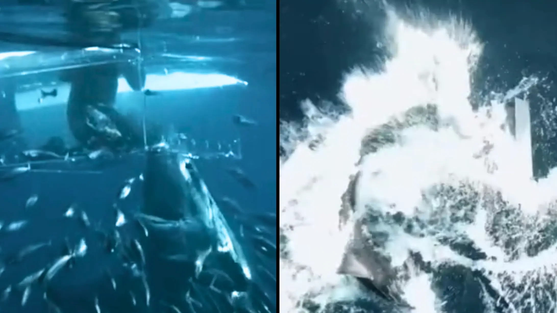 TikTok/allthingssharks