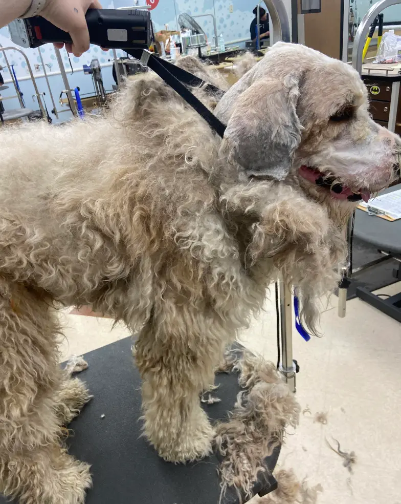 The dog wasn't in a great state, at all. (Hot_Communication968/Reddit)