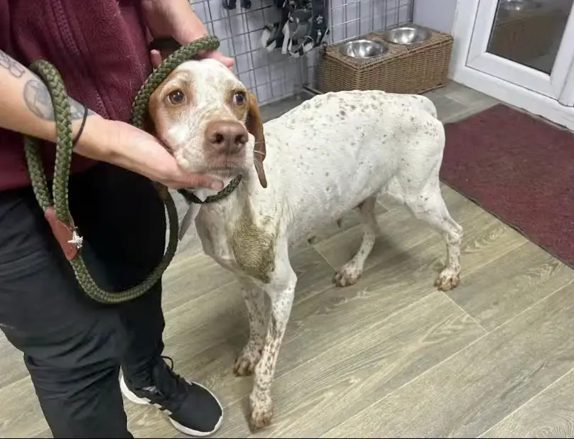 The surviving dogs are in the process of being rehabilitated and re-homed (Instagram/@hoperescuewales)