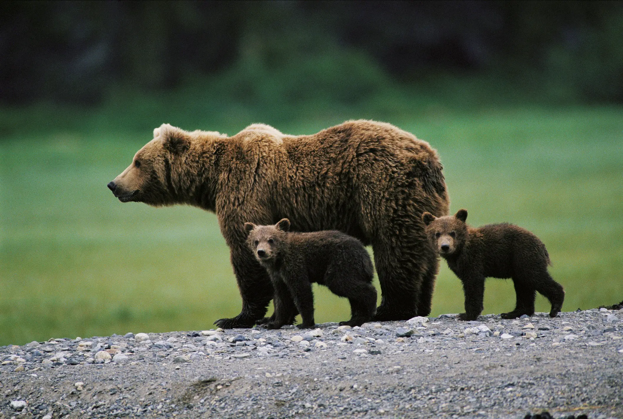 A mother bear and her cubs feasted on the pair by a Russian river (Getty Stock Image)