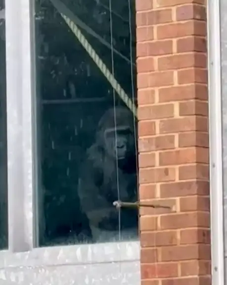 A video showing gorillas banging on windows at Bristol Zoo caused panic online (SWNS)