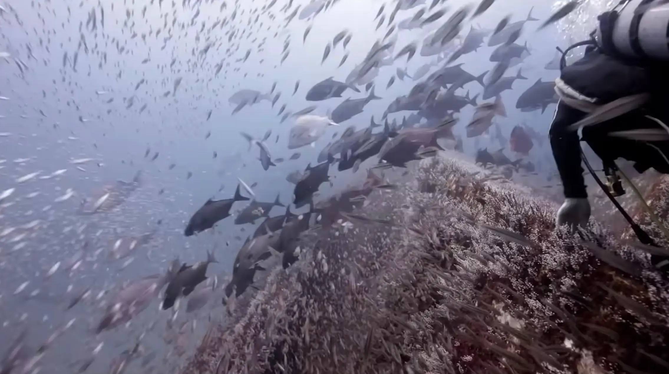 Kistel and Co hope that the barge will become a hub of marine life, as their previous one has done (YouTube/UWPICVID)