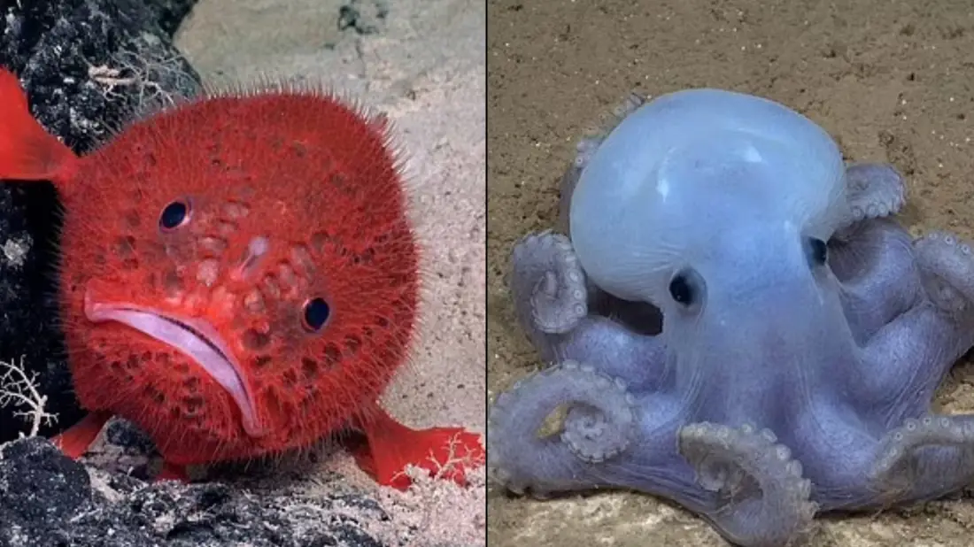 ROV SuBastian/Schmidt Ocean Institute