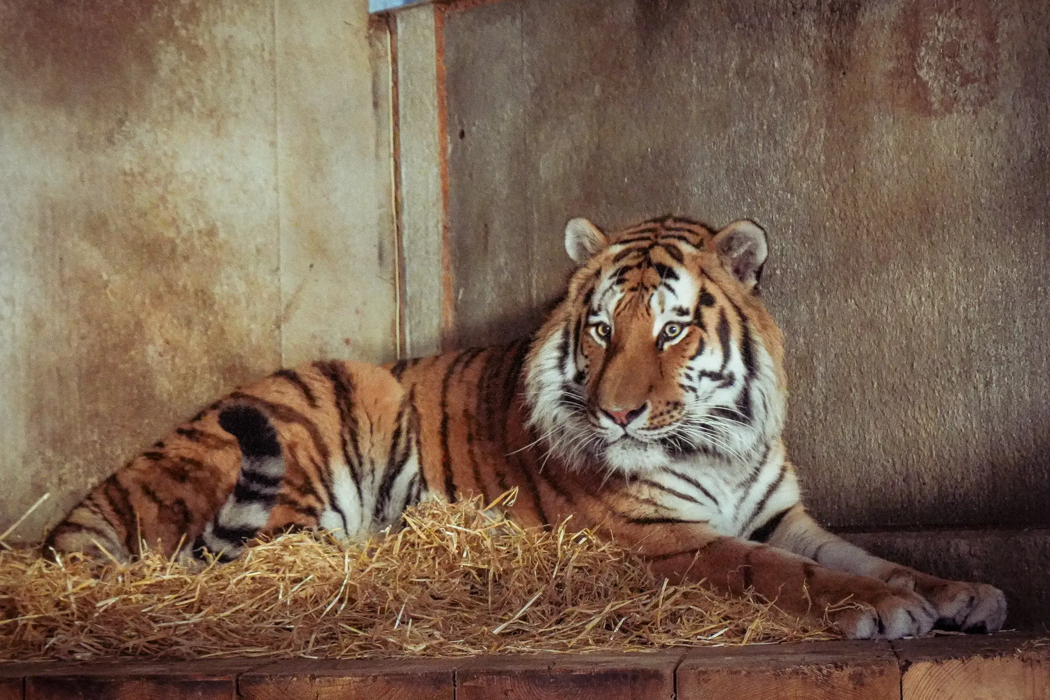 Altai the tiger was uninjured and remained in the enclosure. (SWNS)