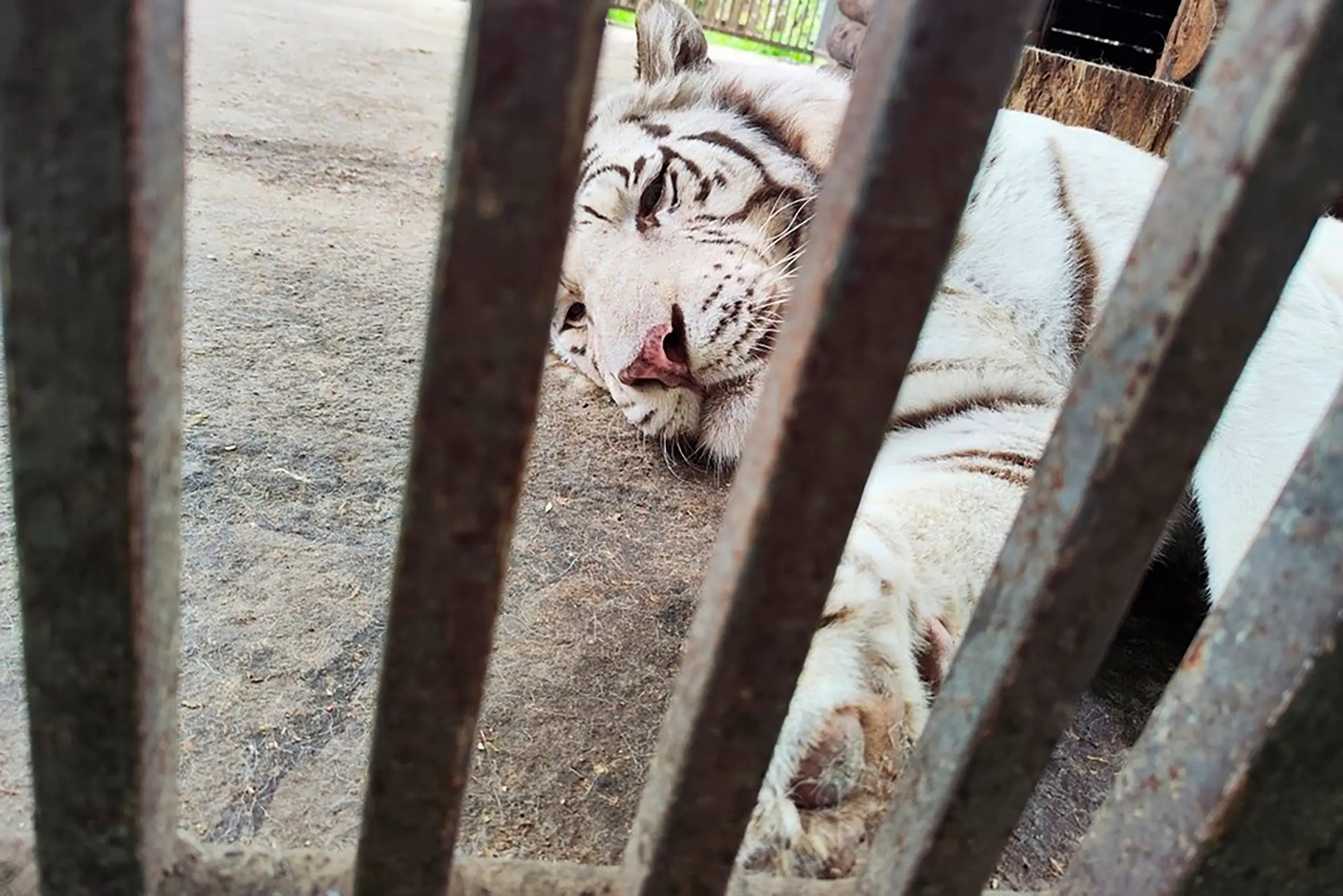 Alexey Melnikov was killed by a white bengal tiger named Lucy (East2West News)