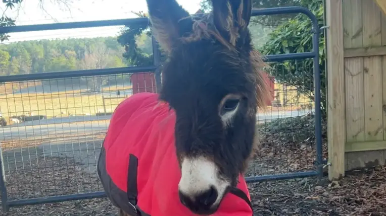 Elsberry Riding and Farm/Facebook