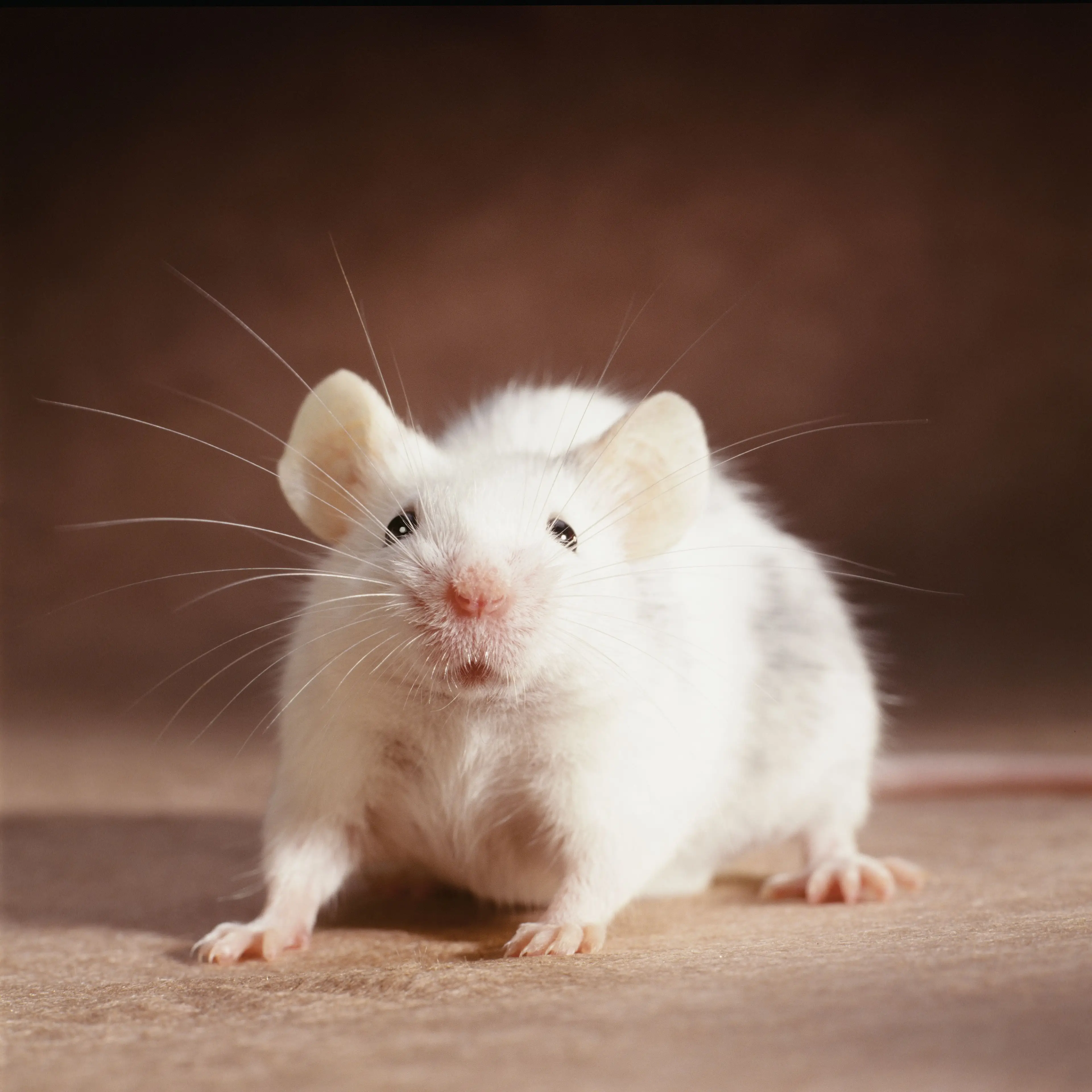 Watson used a white rat to condition a fear response in Little Albert (Getty Stock Image)