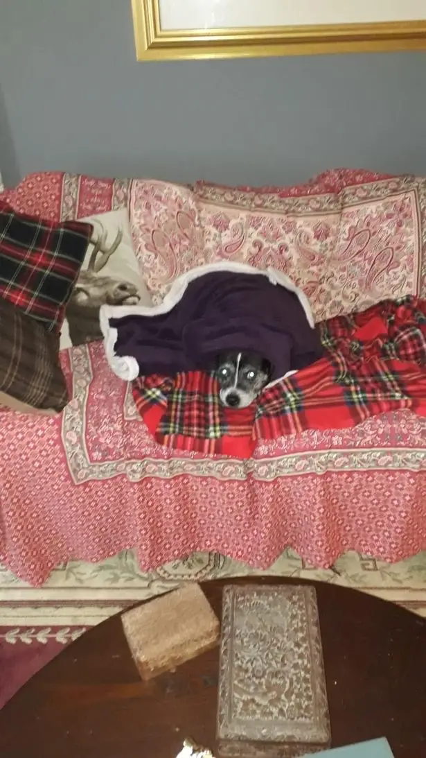 A dog owner was left in shock after his pet was fatally stung by 'Britain's most dangerous plant'.