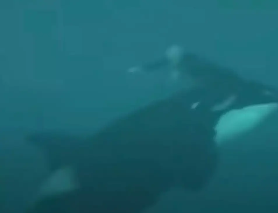 Peters being held underwater by the Orca (Seaworld)