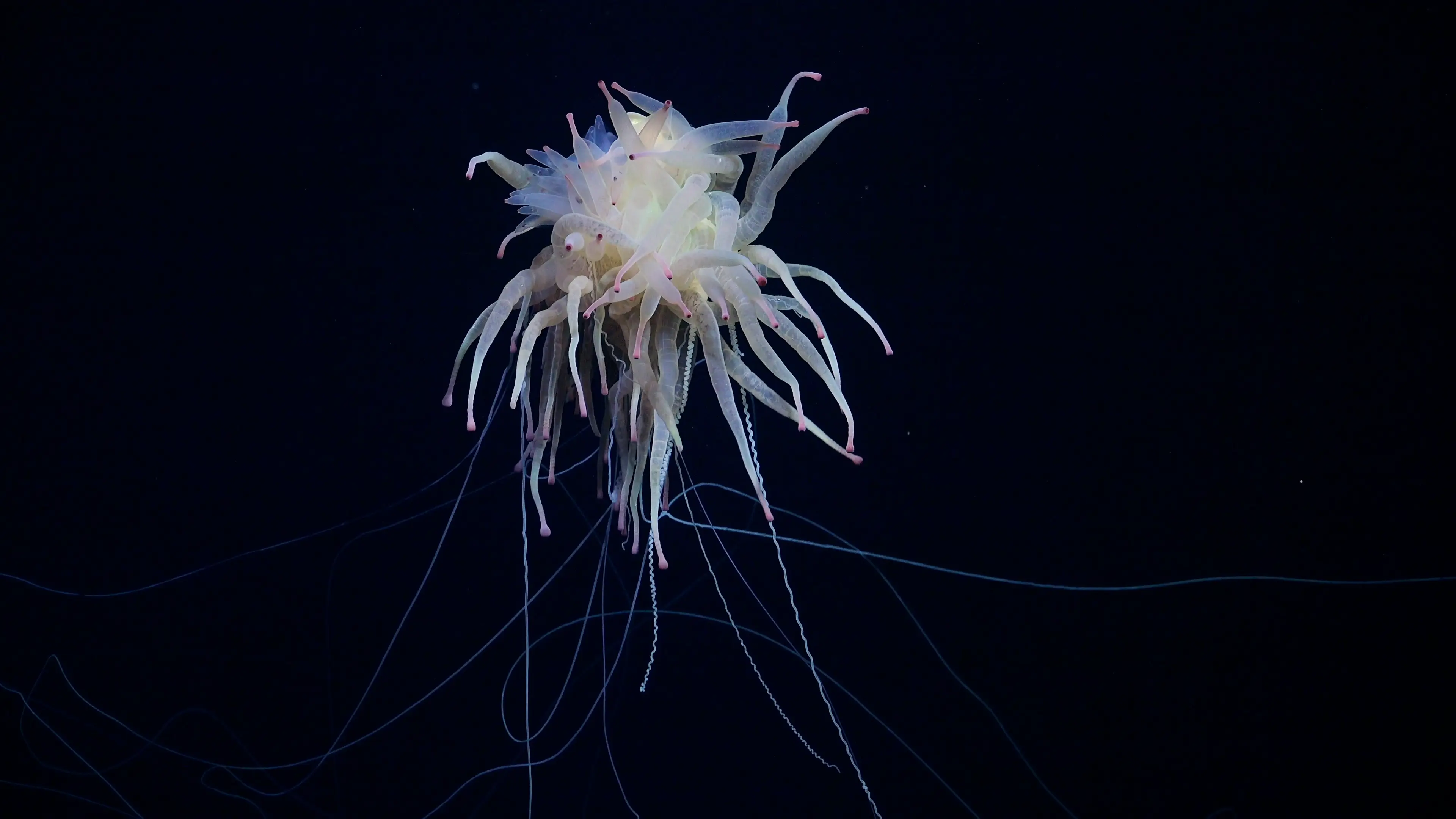Bathyphysa siphonophores, AKA flying spaghetti monsters (ROV SuBastian / Schmidt Ocean Institute)