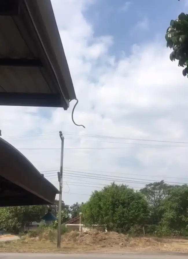 The snake drops down before coiling like a spring and launching itself from the roof.