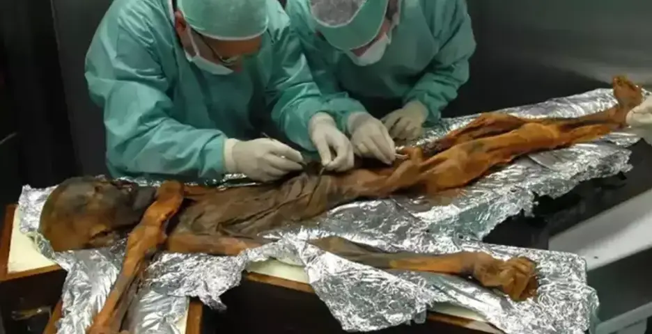 Ötzi unfortunately met a grizzly end (M.Samadelli/urac.Southtyrolarchaeologymuseum)