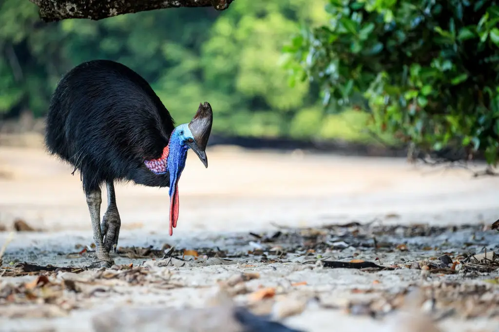 Despite their fearsome reputation, unless provoked cassowaries are mostly not aggressive towards humans (Joshua Prieto/SOPA Images/LightRocket via Getty Images)