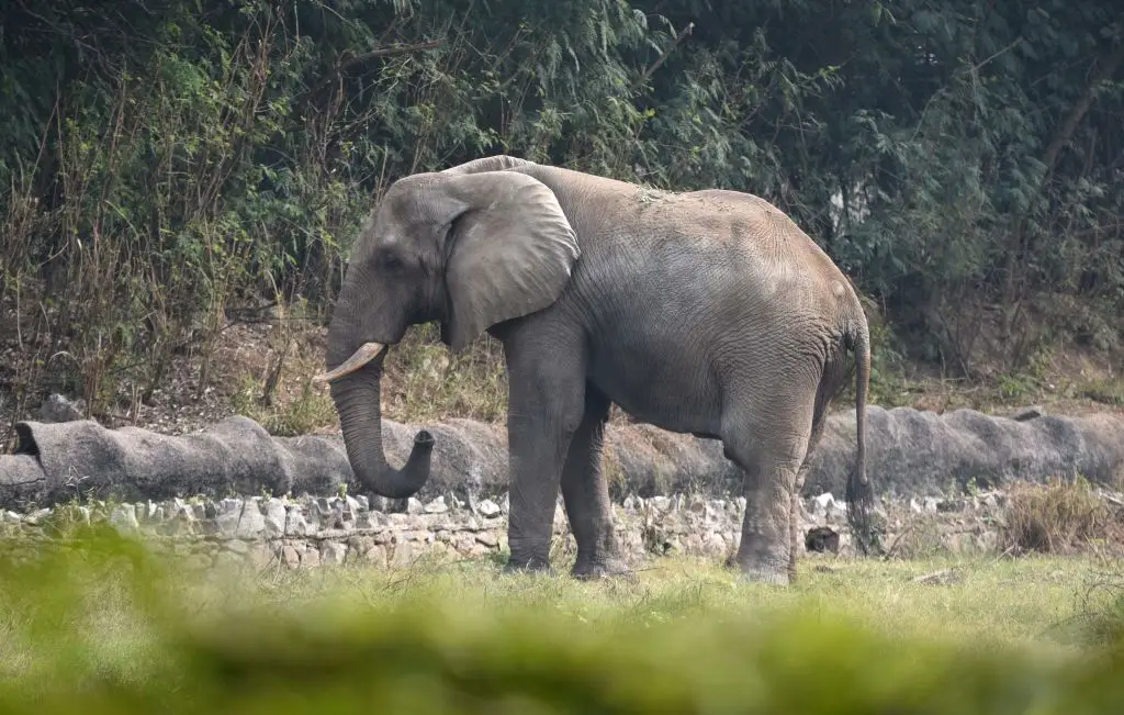 Shankar the elephant preferred to live alone at Delhi Zoo (Arvind Yadav/Hindustan Times via Getty Images)