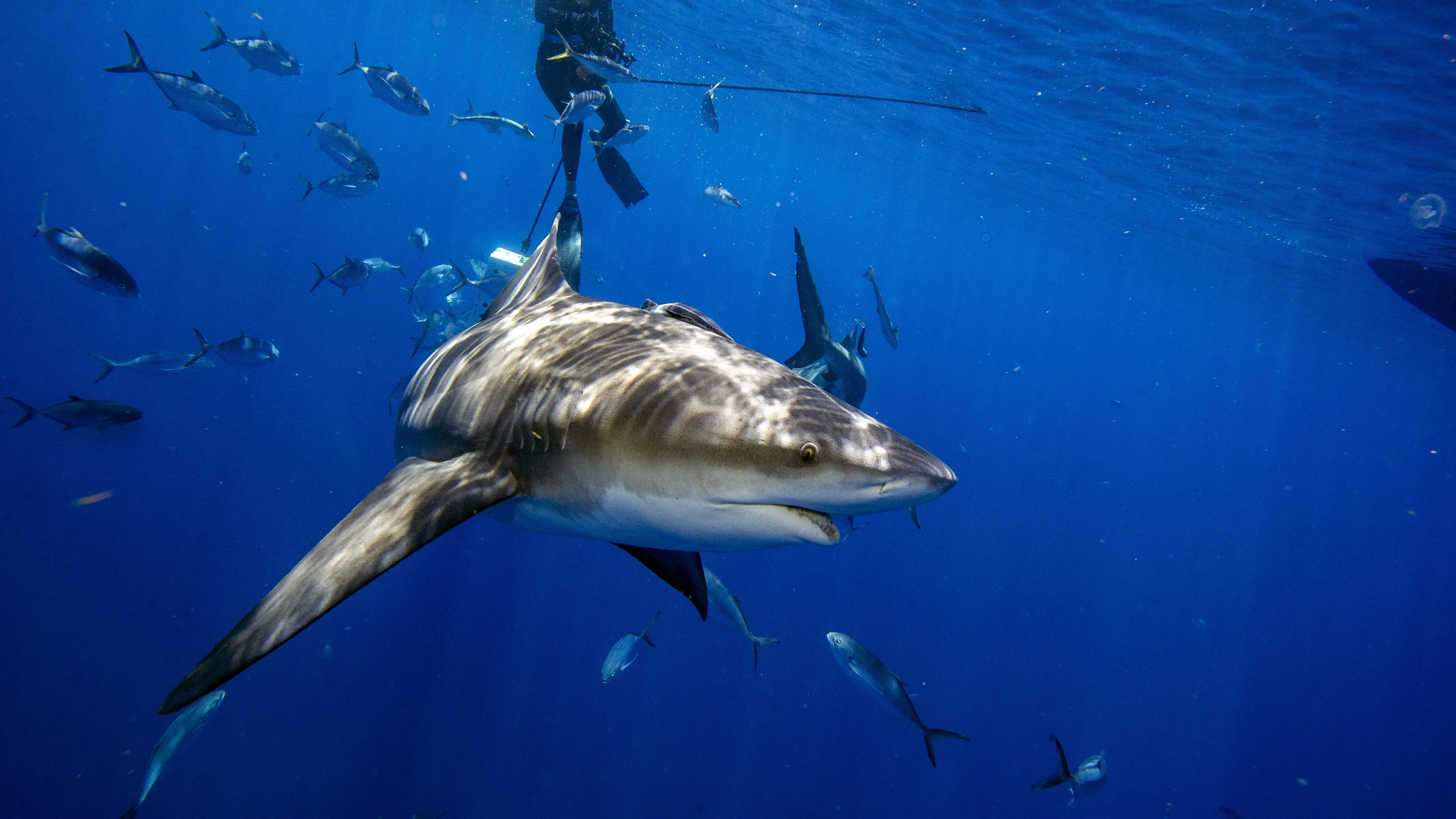 Joseph Prezioso/Anadolu Agency via Getty Images