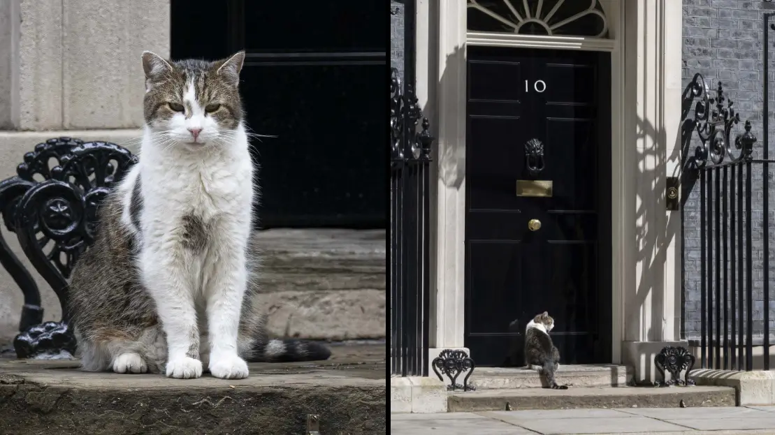 Rasid Necati Aslim/Anadolu Agency via Getty Images