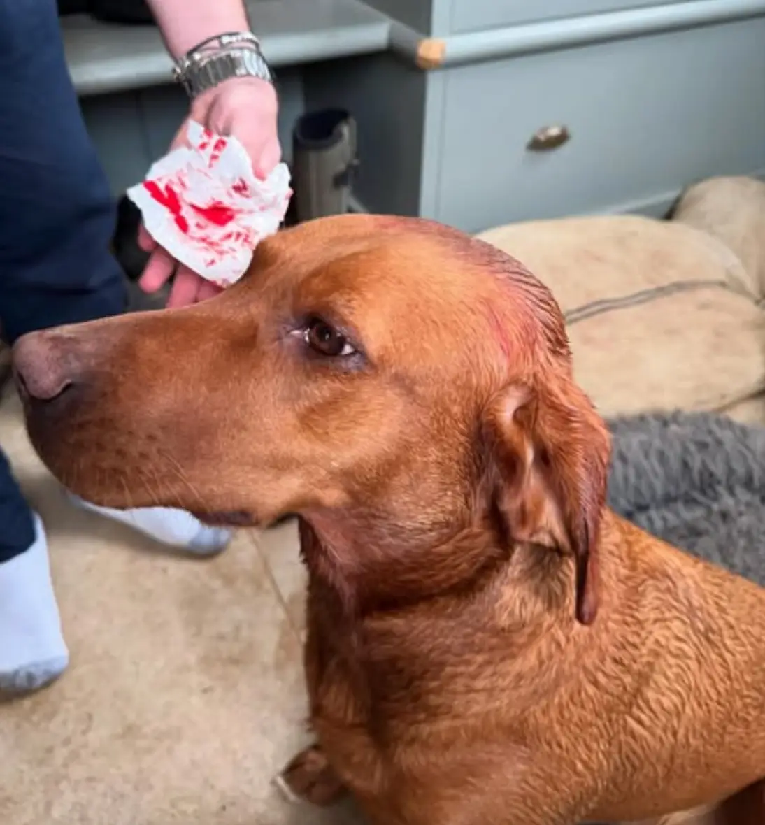 The poor dog was left bloodied (Instagram/@jeremyclarkson1)