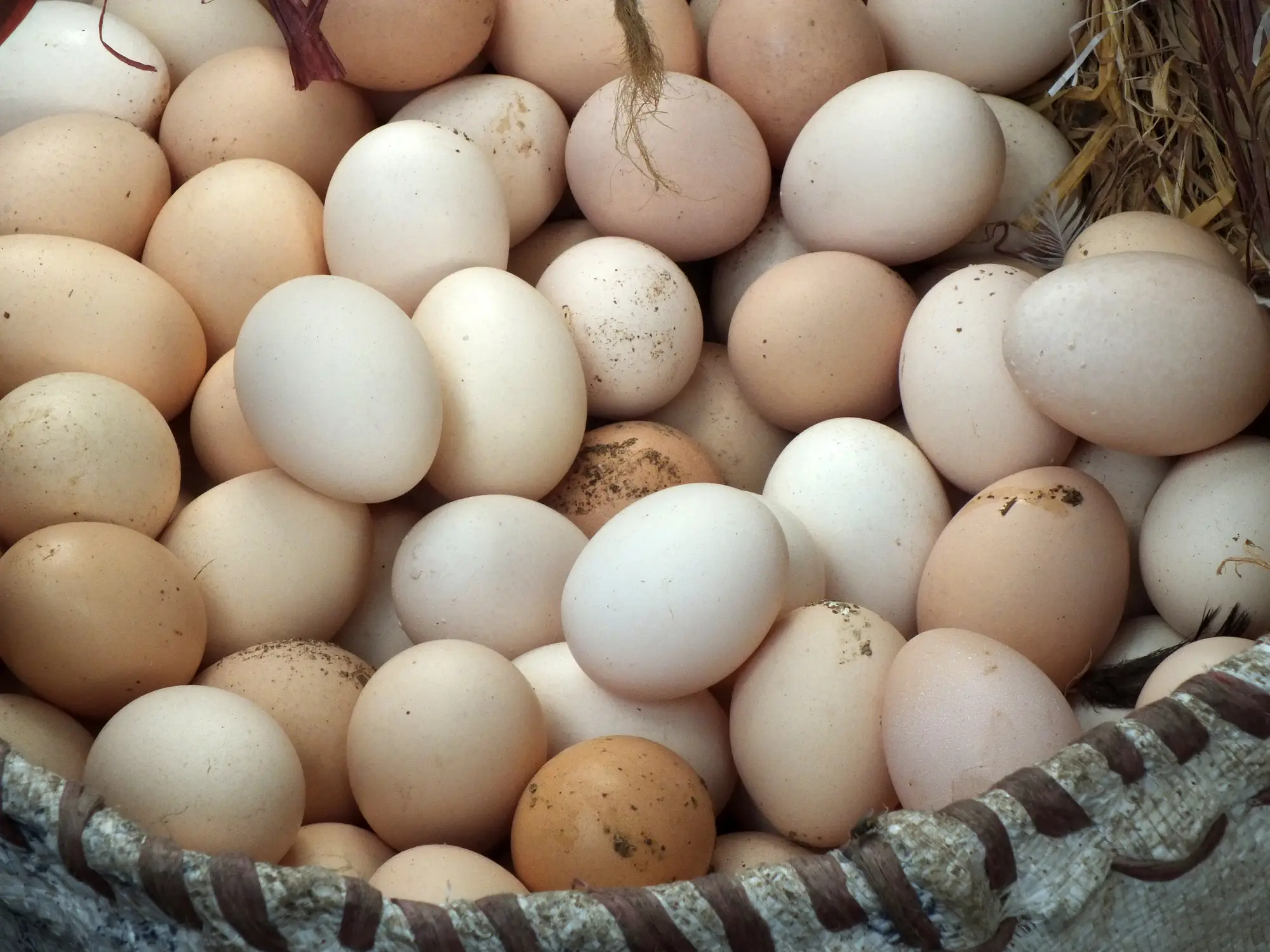 "Give me all the eggs you have and then call me again once your chickens have laid more." (Getty Stock Photo)