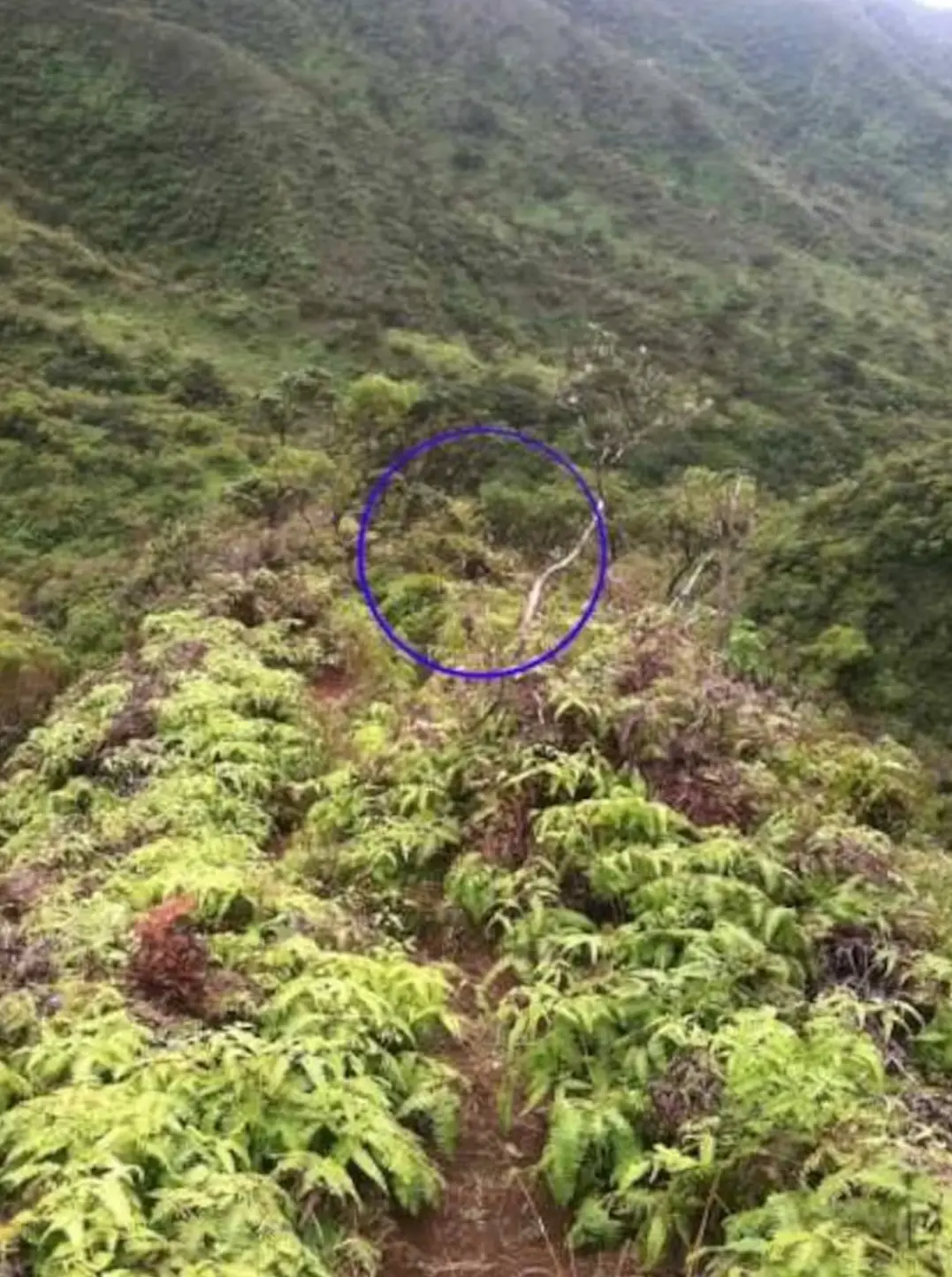 This image became a focal point of the probe into Daylenn's disappearance (Crime Stoppers Honolulu)