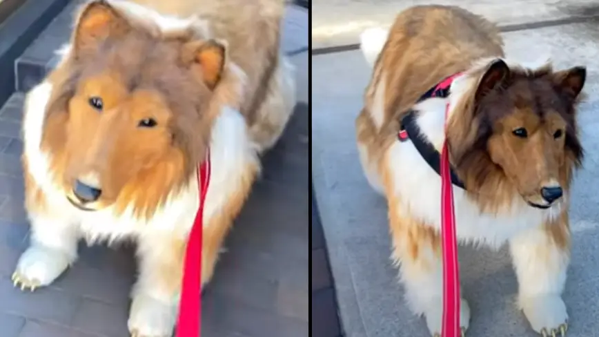 YouTube/@I_want_to_be_an_animal