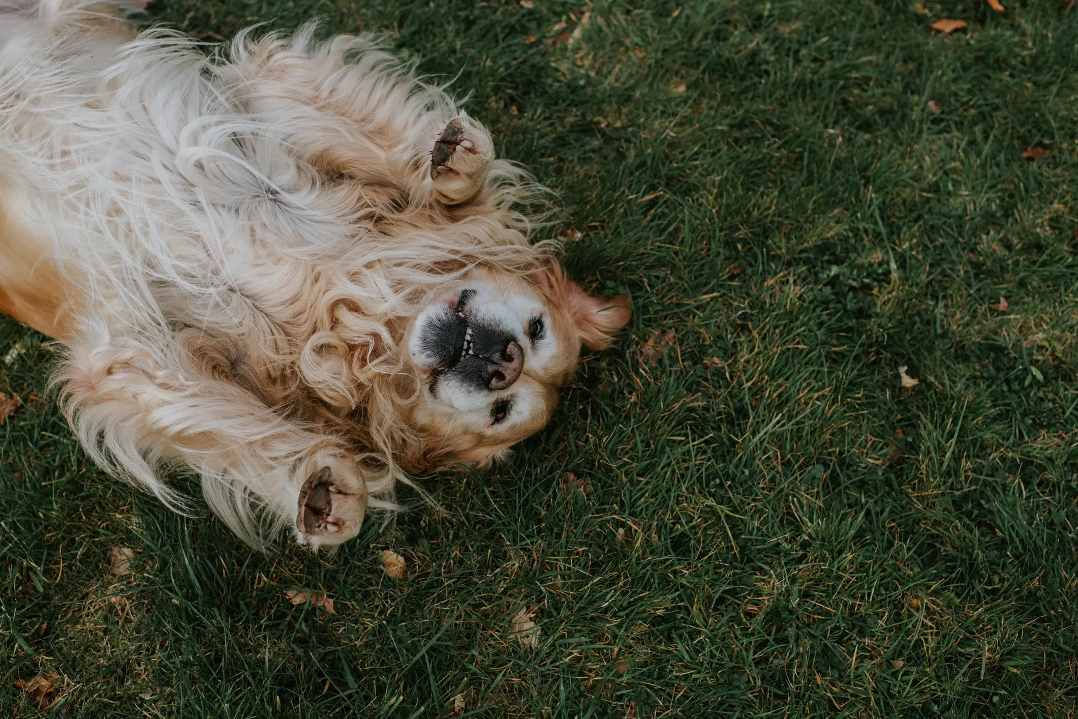 A vet has warned pet owners to not flush their animal's poop down the toilet. (Getty Stock Image)