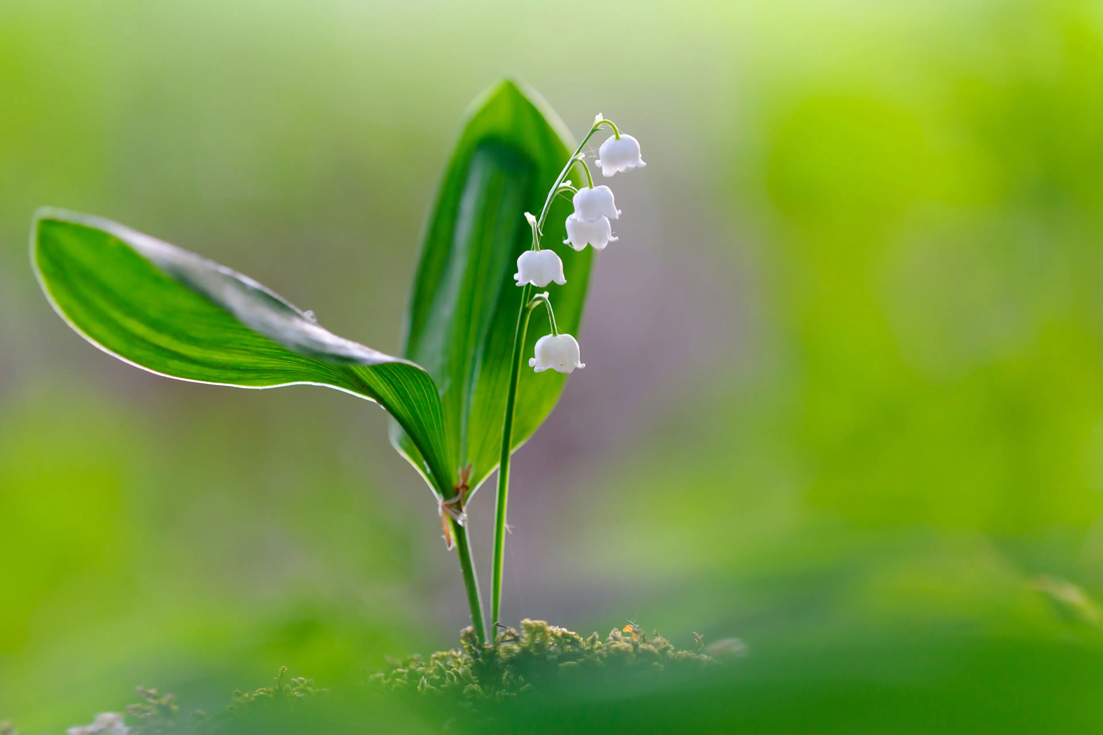 The Lily of the Valley is easily spotted by its distinctive white flowers.