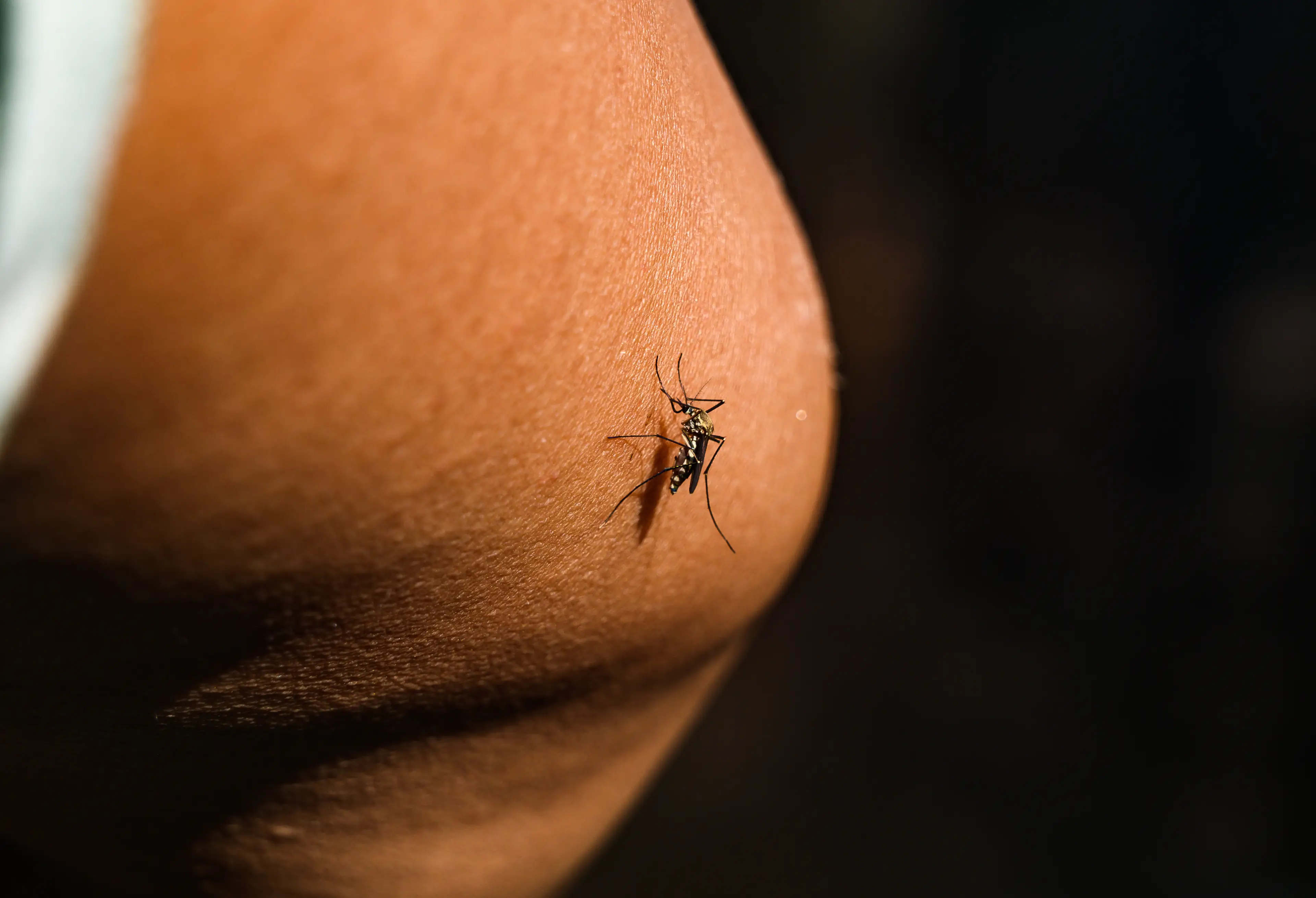 Chikungunya virus is spread via infected mosquitoes (Soumyabrata Roy/NurPhoto via Getty Images)