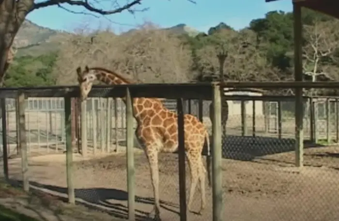 Jabbar sadly died after an accident with a barn door on the ranch.