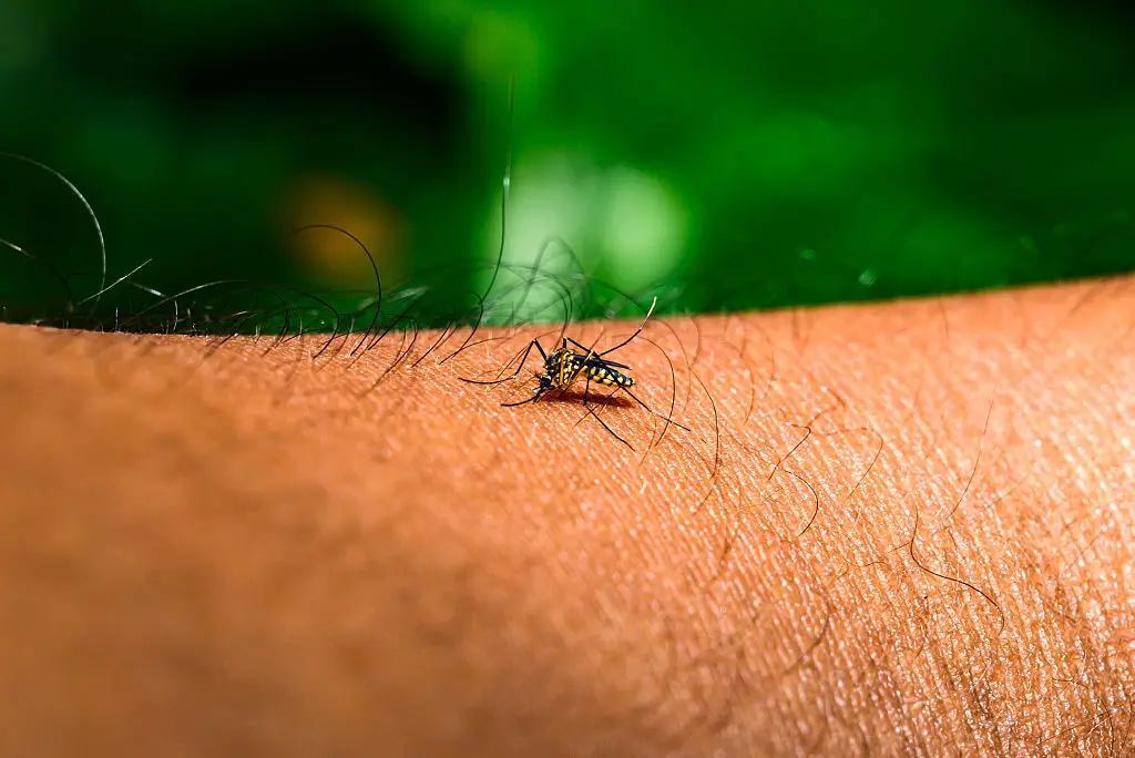 Aedes mosquitoes are amongst those who can carry the virus (Soumyabrata Roy/NurPhoto via Getty Images)